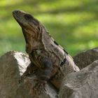 Wächter der Pyramide in Uxmal (Mexiko)