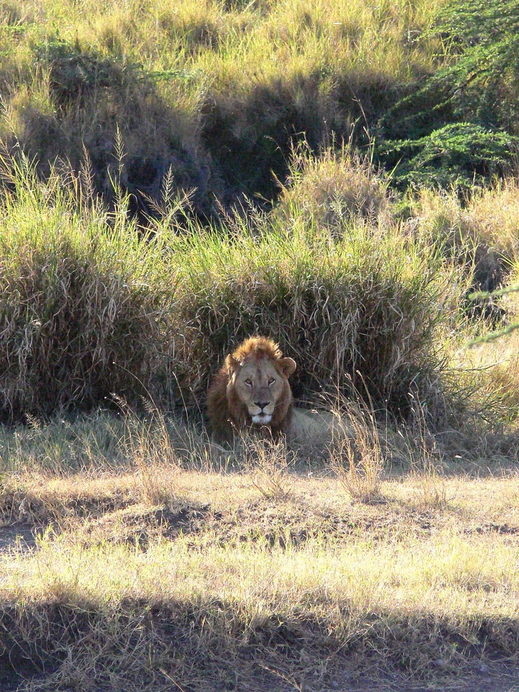 Wächter der Serengeti