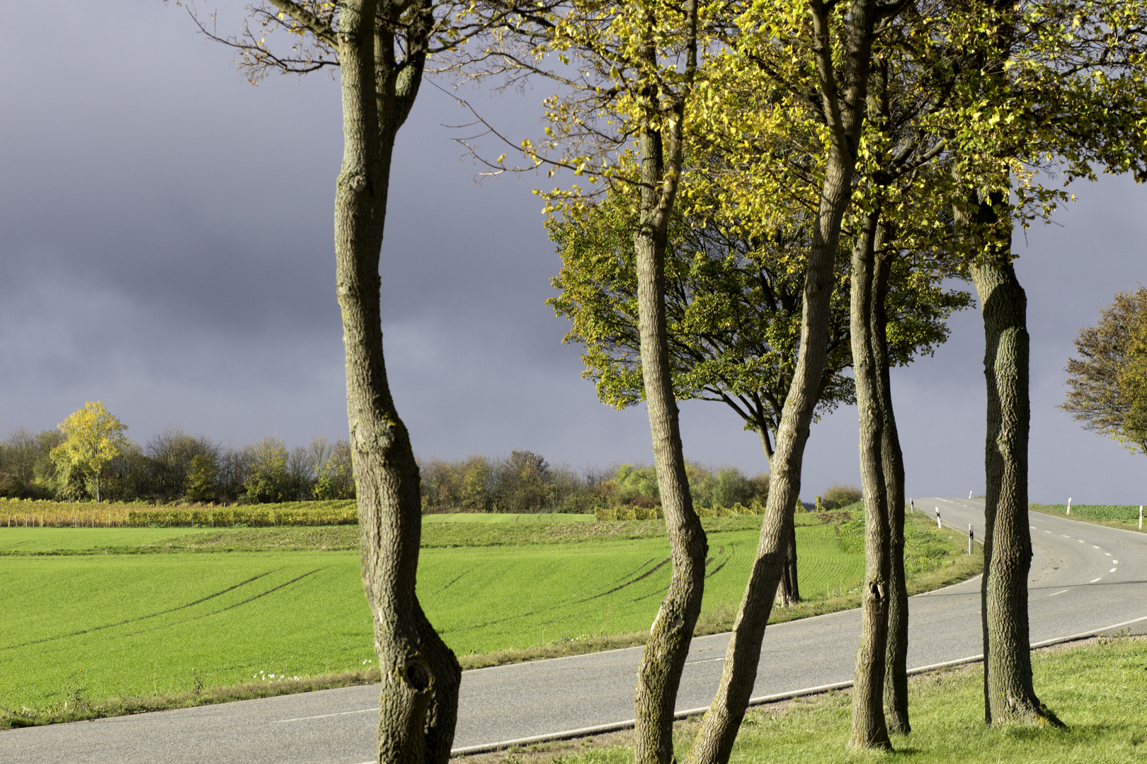 Wächter der Straße