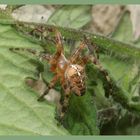 Wächter der Tomaten