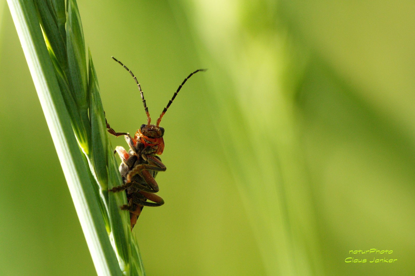 Wächter der Wiese