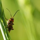 Wächter der Wiese