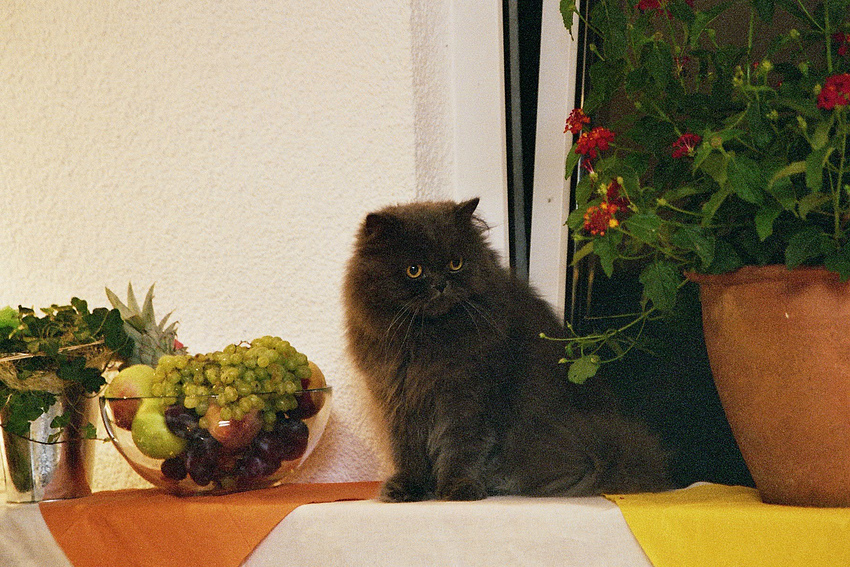 Wächter des abgeräumten Buffets