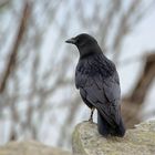 WÄCHTER DES FELSENS - GUARDIAN OF THE ROCK