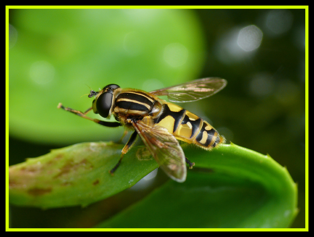 Wächter des Gartenteichs