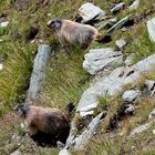 "Wächter des Grossglockner"