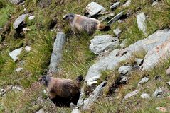 "Wächter des Grossglockner"