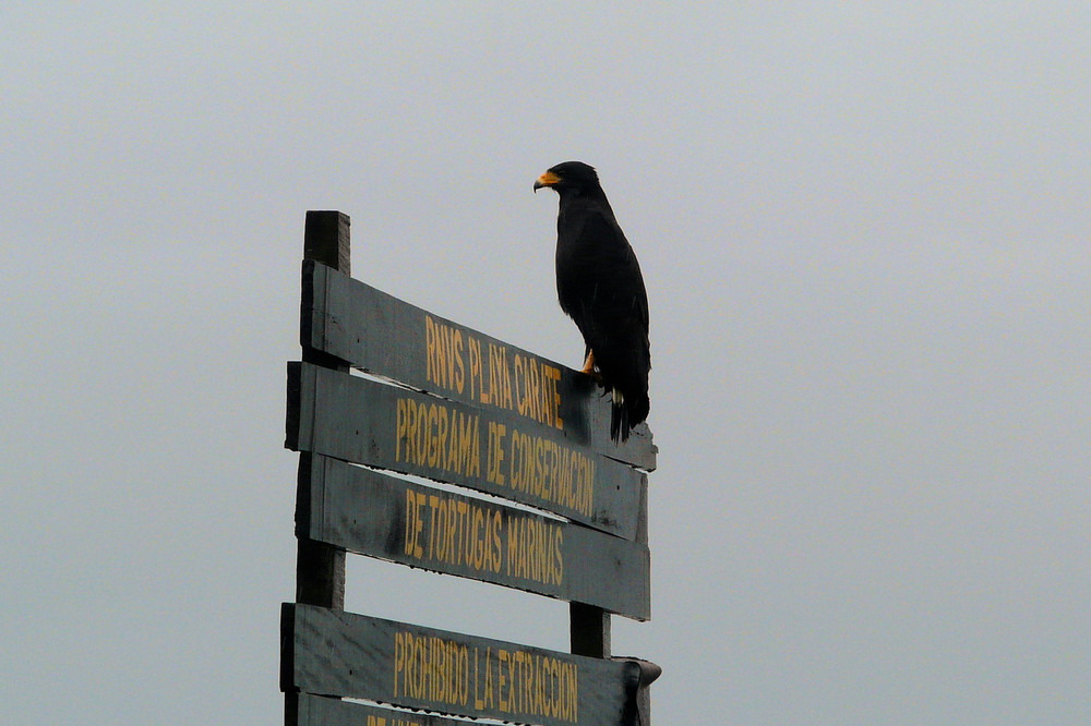 Wächter des Nationalparks