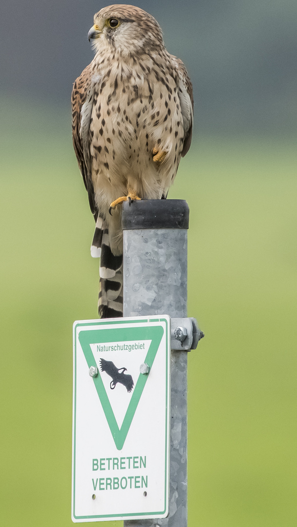 Wächter des Naturschutzgebiet Rheinauen