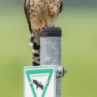 Wächter des Naturschutzgebiet Rheinauen