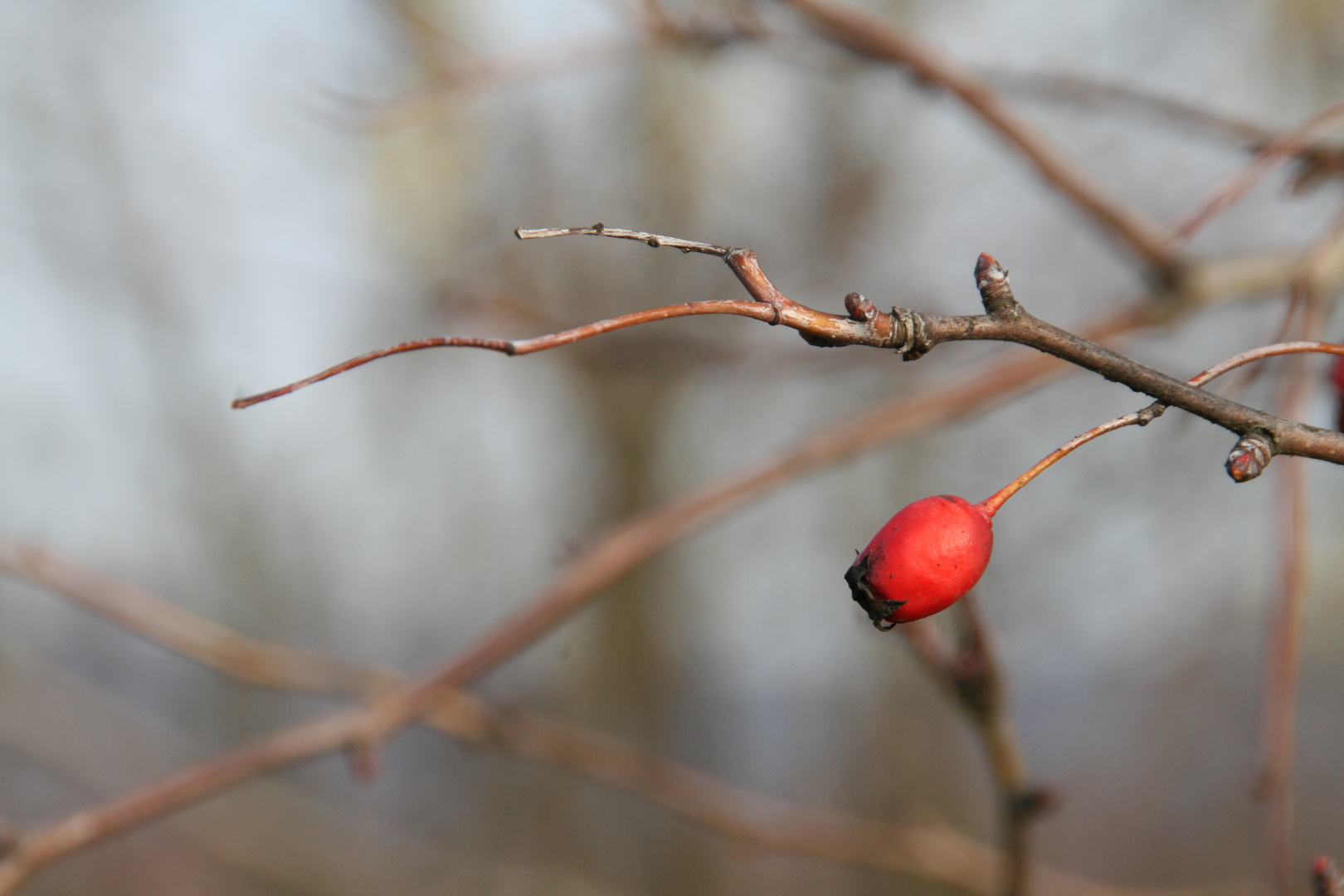 wächter des winters