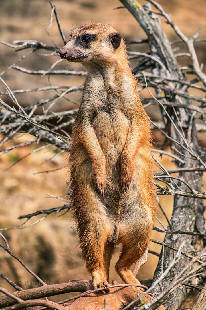 Wächter