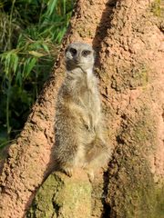 Wächter - Erdmännchen im Zoo Hannover