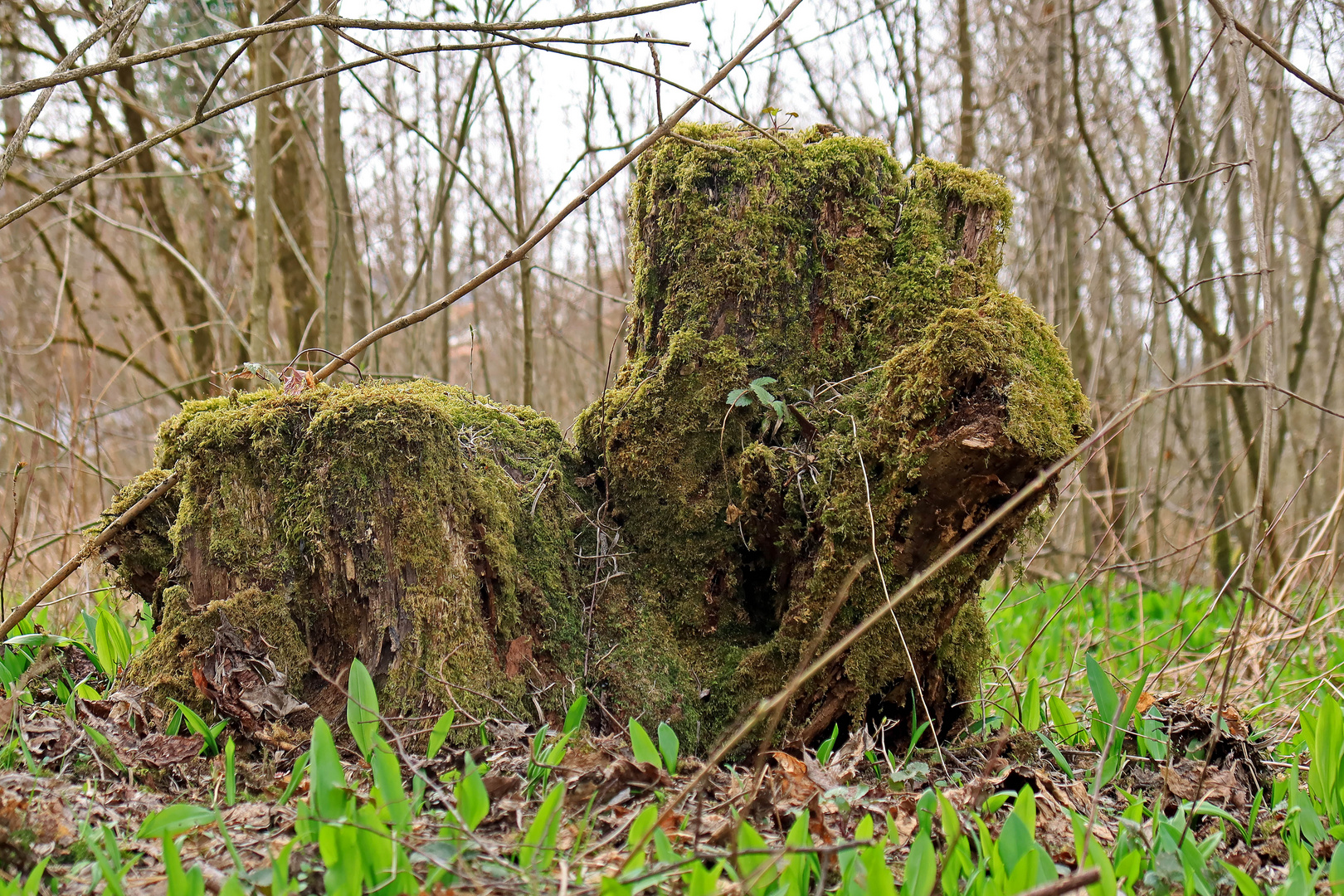 Wächter im Bärlauchwald