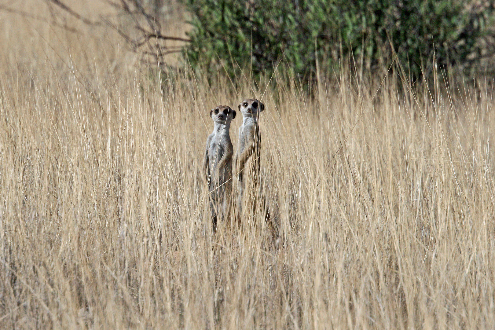 Wächter im Gras