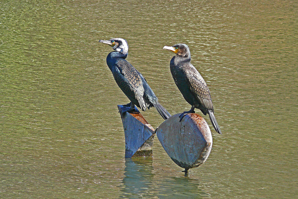 Wächter im Kurparkweiher