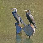 Wächter im Kurparkweiher