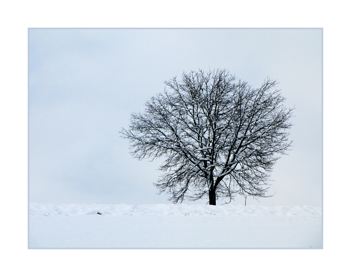 Wächter im Schnee ...