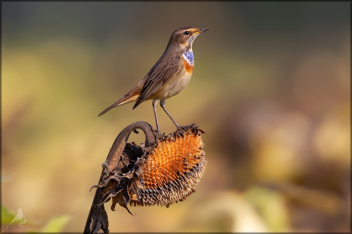 Wächter im Sonnenblumenfeld