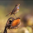 Wächter im Sonnenblumenfeld