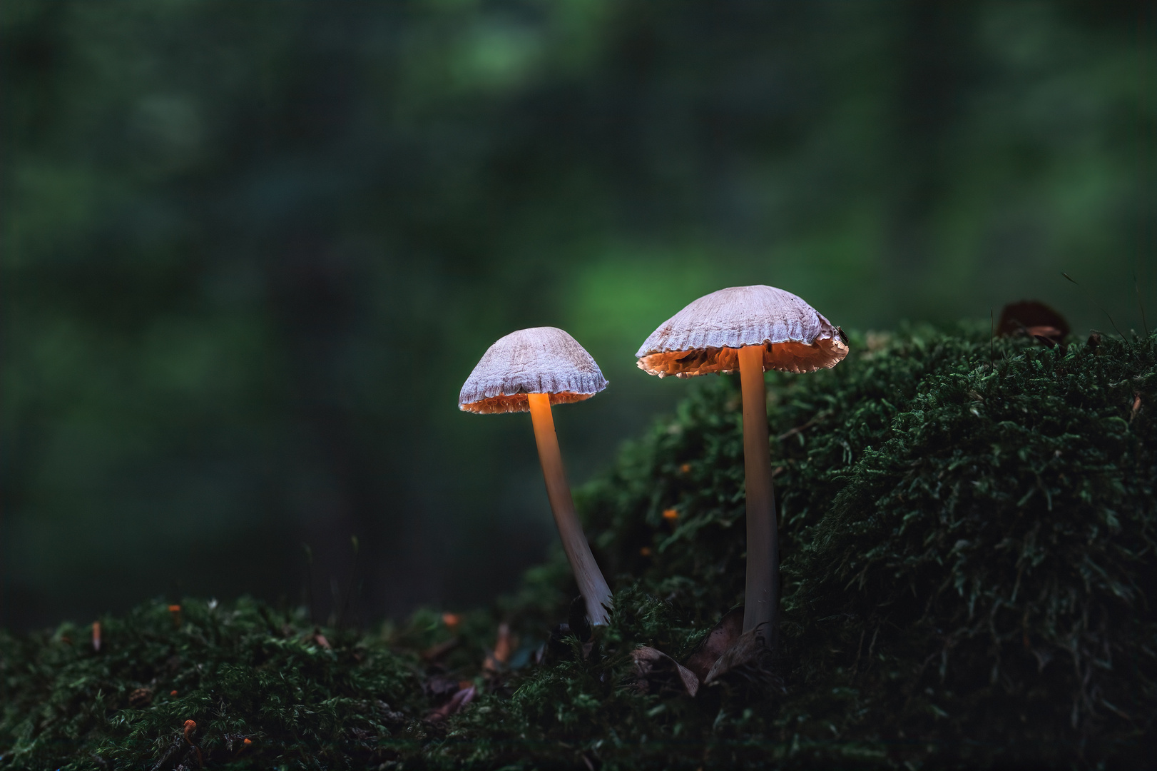 Wächter im Wald