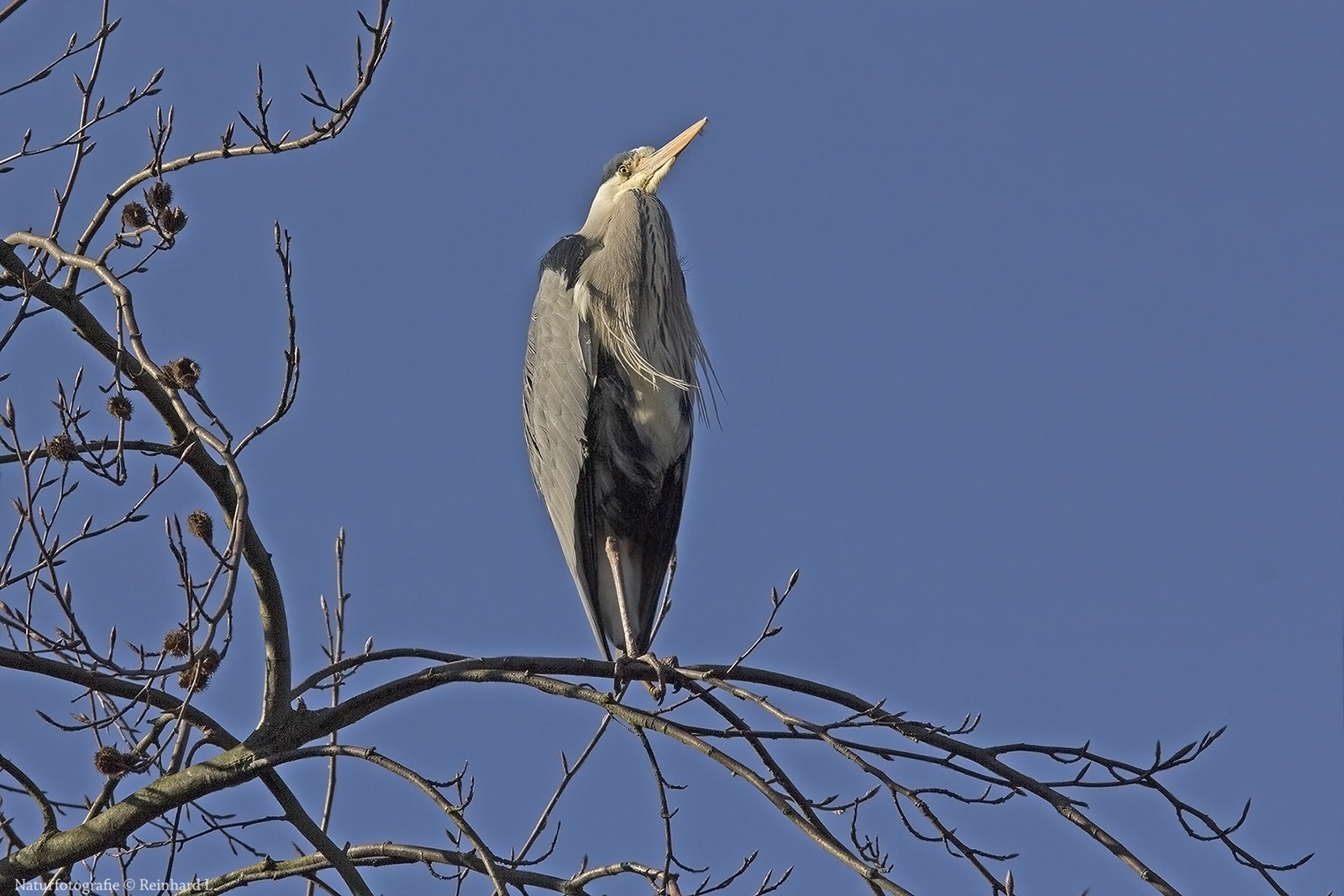 Wächter im Wind