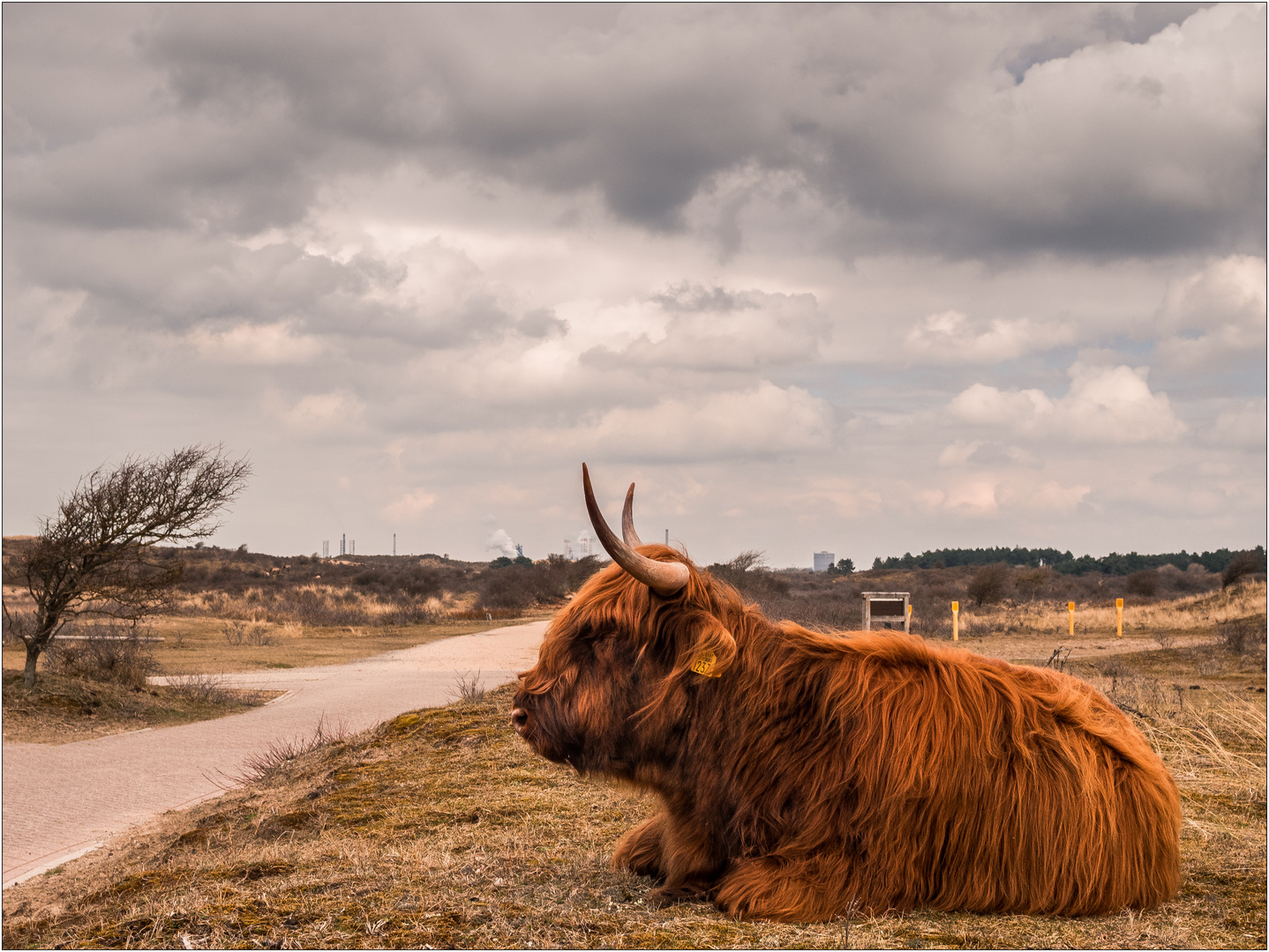 Wächter in den Dünen