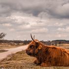 Wächter in den Dünen