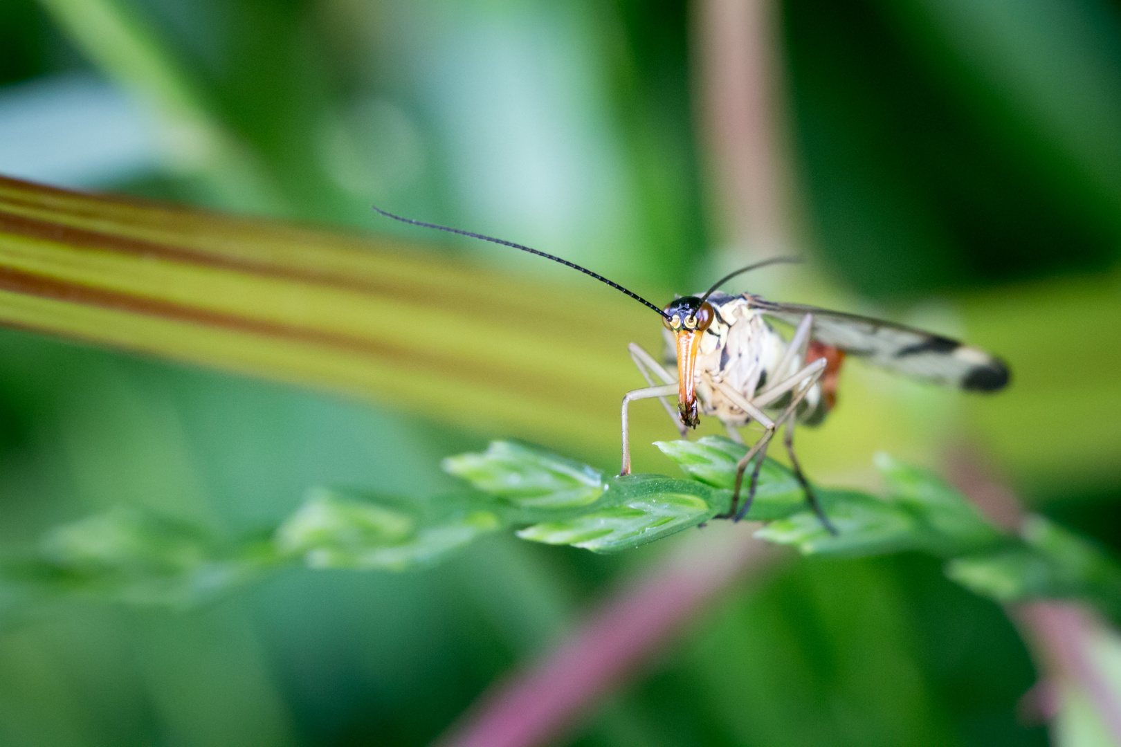 Wächter in der Wiese