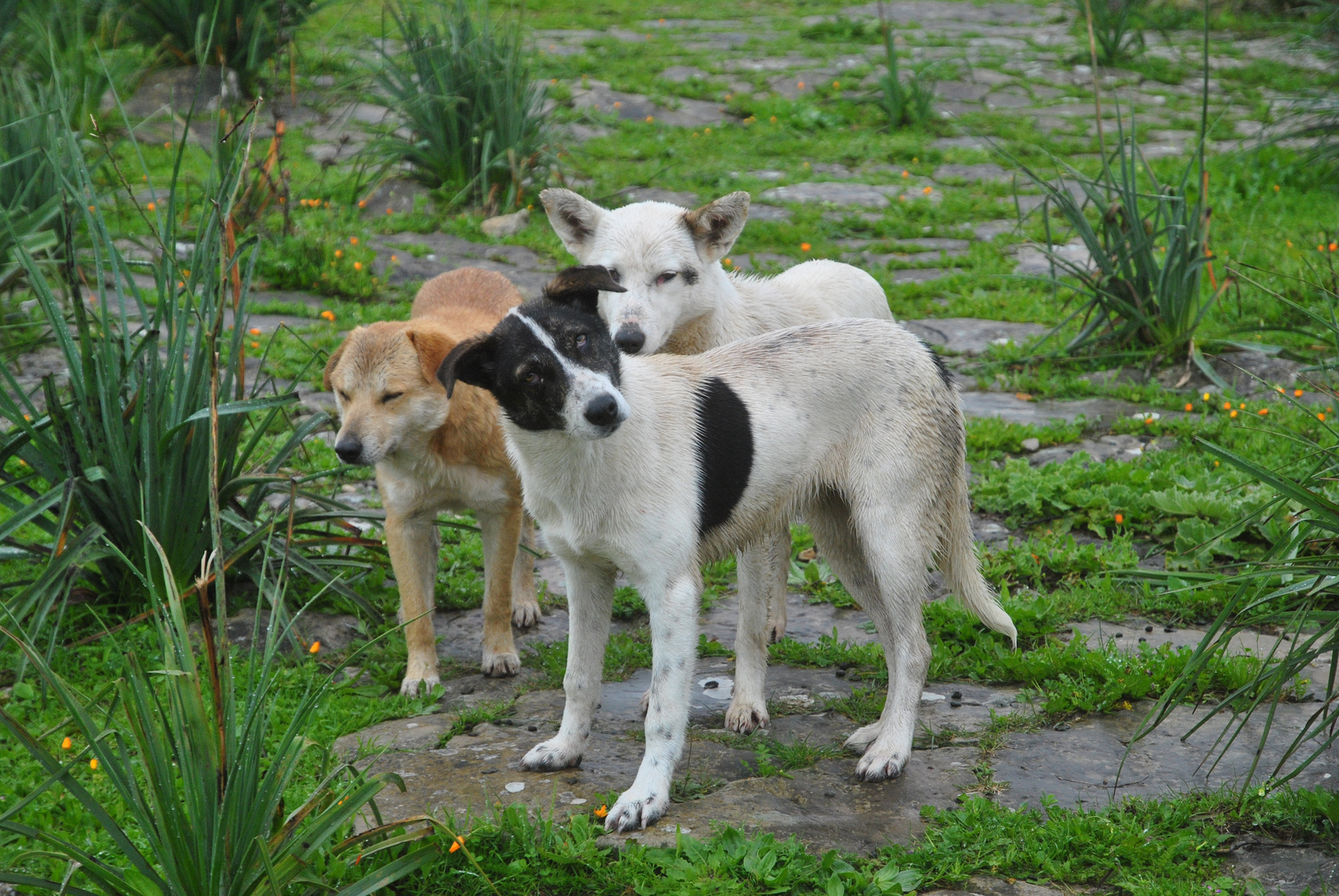 Wächter und Begleiter