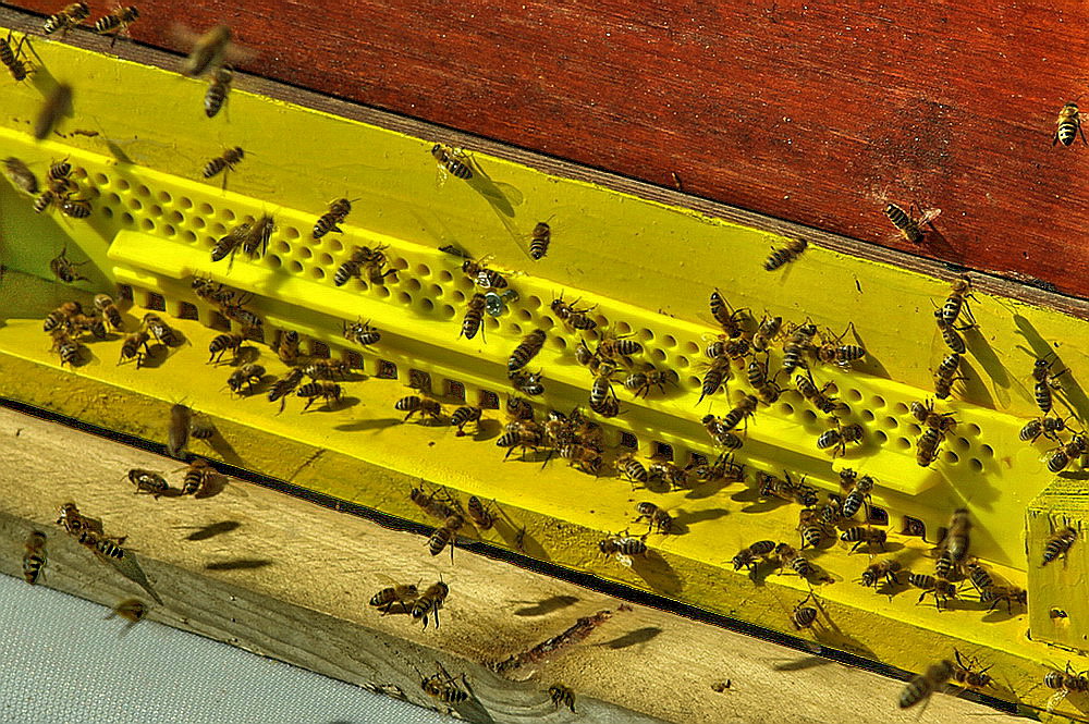 Wächterbienen am Flugloch.