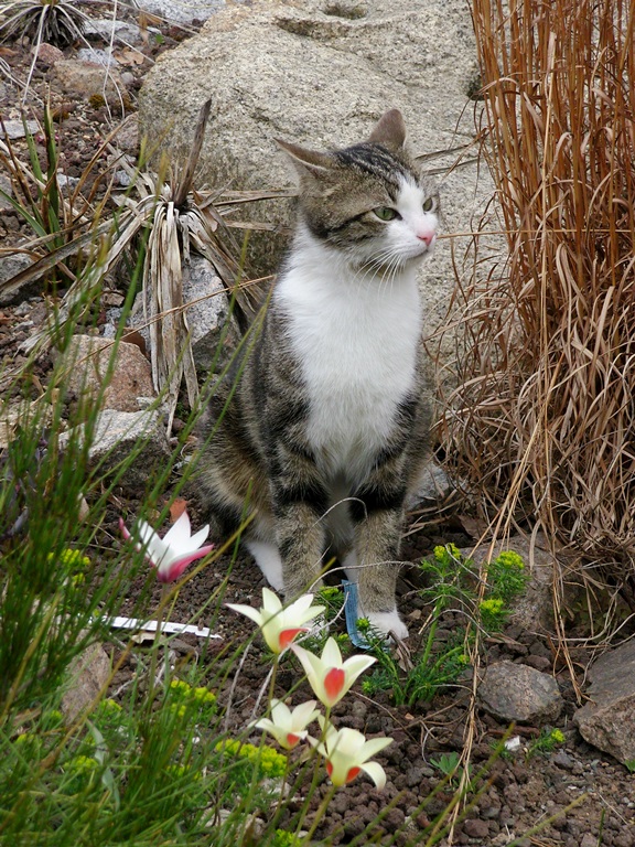 Wächterin des botanischen Gartens