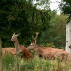 Während der Brunft versucht ein geringer Hirsch ein Alttier zu begatten.