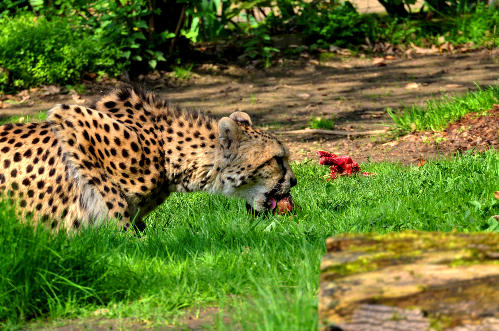 Während der eine Gepard frisst...