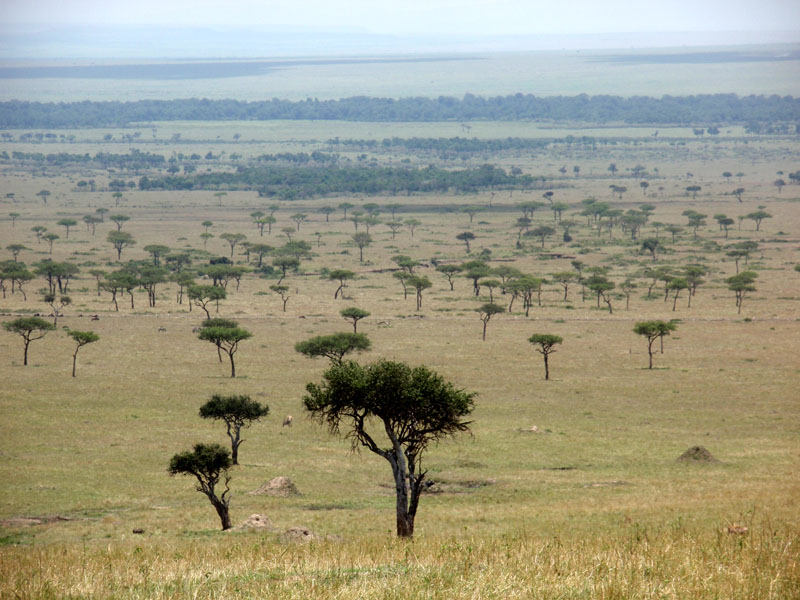 während der Migration ein tierfreies Plätzchen in der Masai Mara