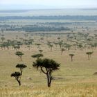 während der Migration ein tierfreies Plätzchen in der Masai Mara