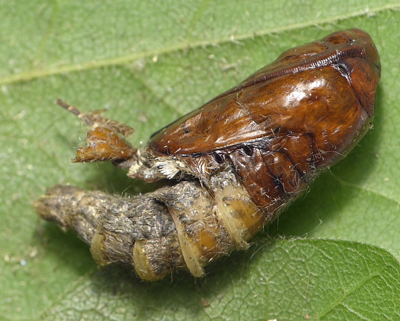 Während des Schlupfes aus der Puppe - unbekannter Schmetterling