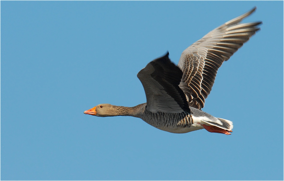 Während die arktischen Gänse den Niederrhein verlassen haben...