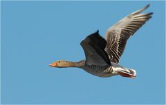 Während die arktischen Gänse den Niederrhein verlassen haben...