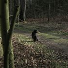 Während Herrchen im Unterholz Totholz und Stumpf auflauert: Hund wartet lieber verzagt am Wegrand.