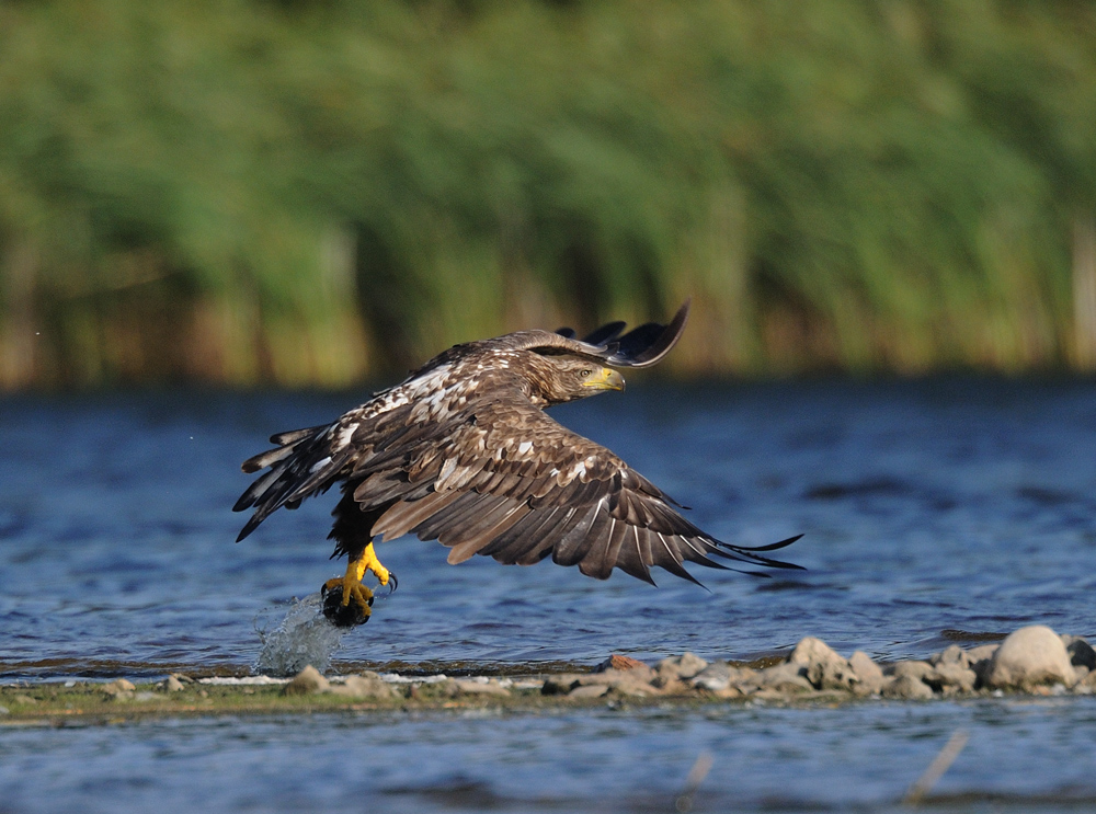 Während Timmis Seeadler