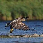 Während Timmis Seeadler