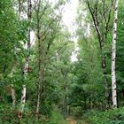 Wäldchen an der zwei Seen-Platte ( dem Töpper)