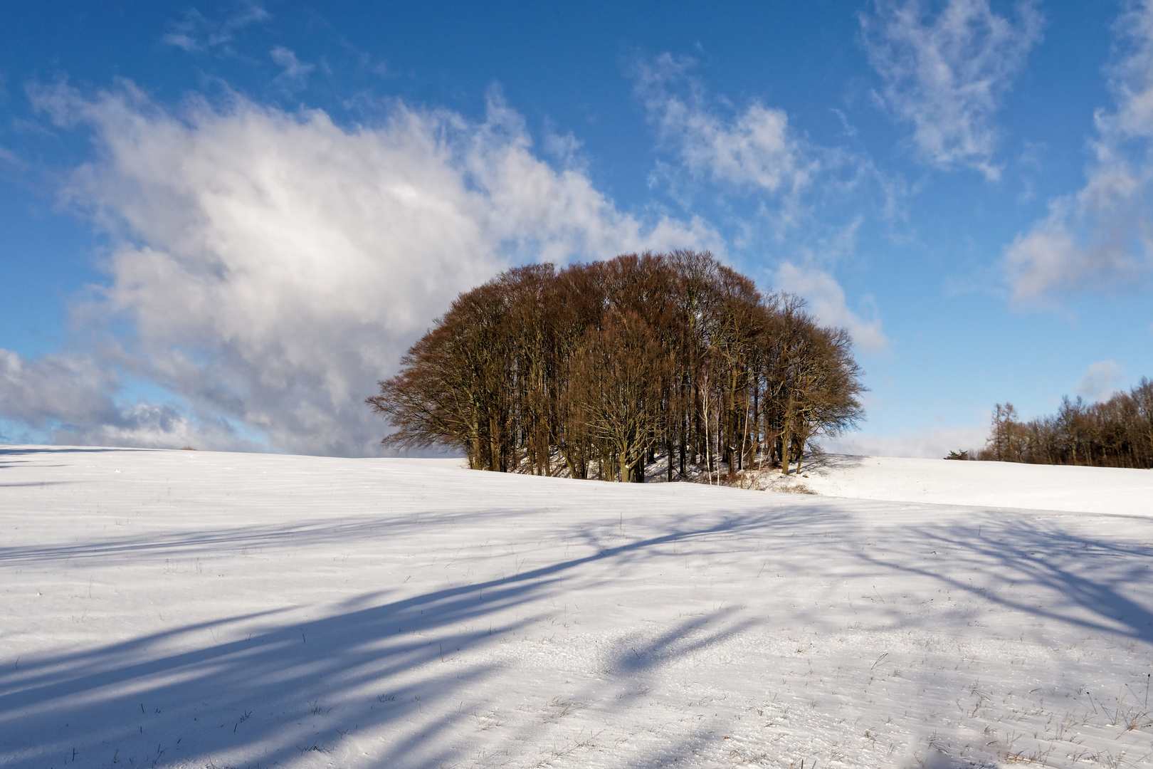 Wäldchen im Schnee