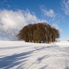 Wäldchen im Schnee