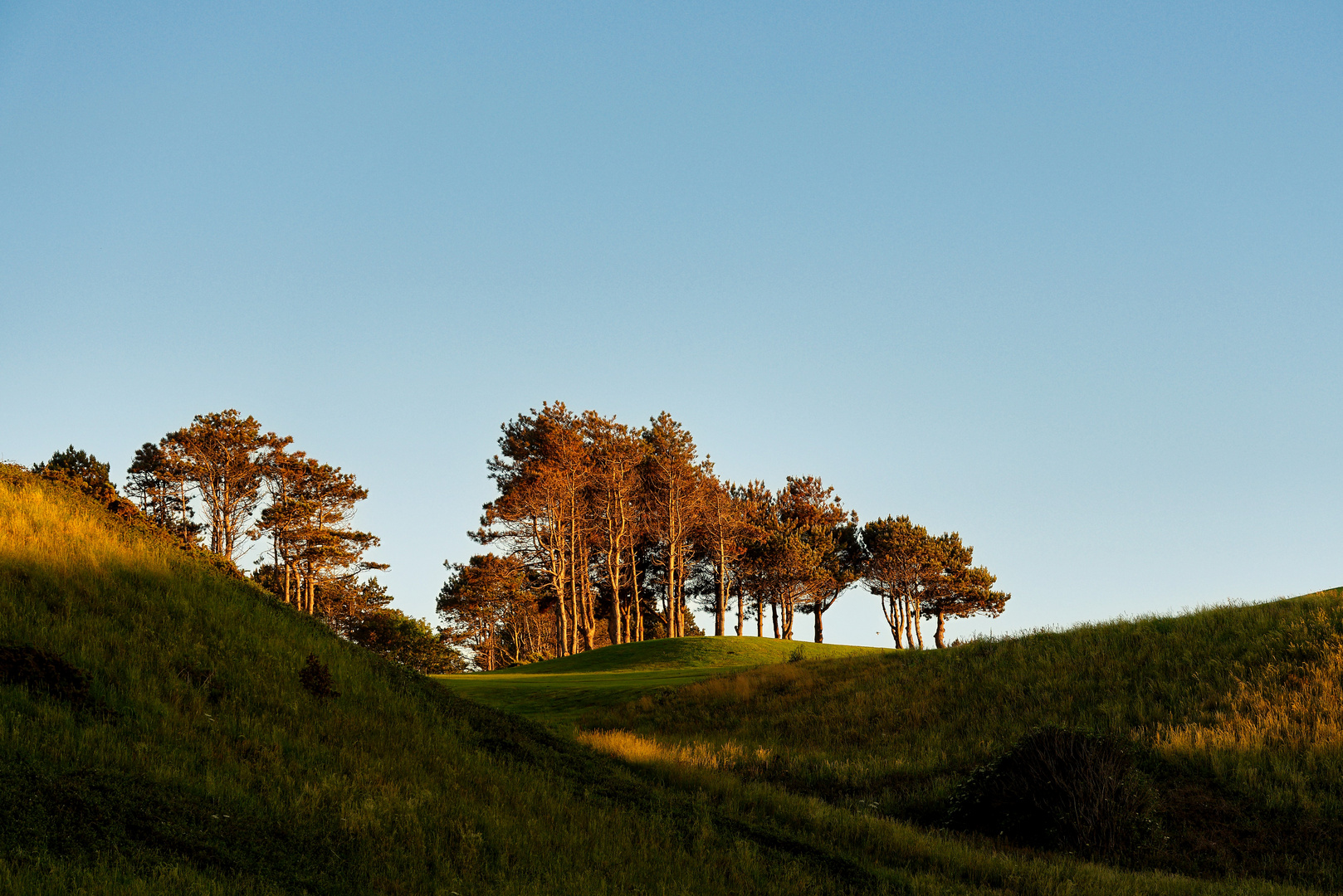 Wäldchen in der Abendsonne