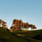 Wäldchen in der Abendsonne