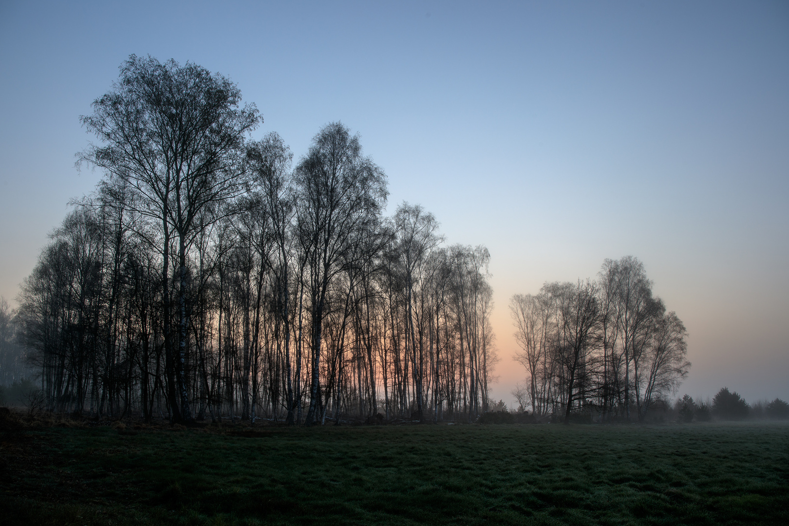 Wäldchen mit Nebel