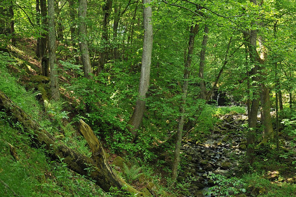 Wälder der Rhön: Die Schlucht