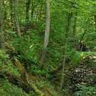 Wälder der Rhön: Die Schlucht